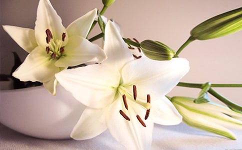 百合花观察日记(合集13篇)