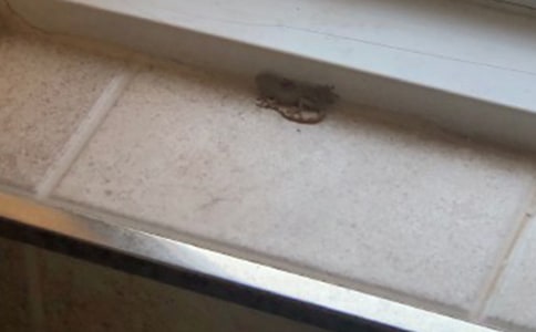 观察壁虎的日记10篇