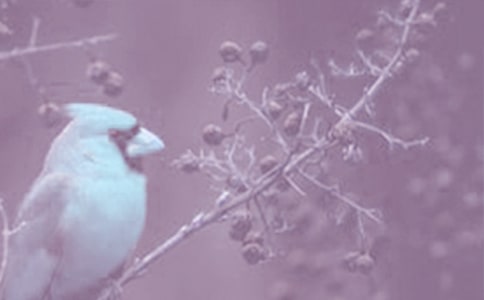 观察动植物日记(合集15篇)