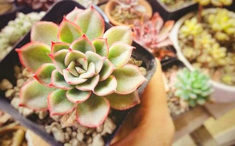 观察多肉的日记15篇