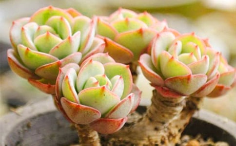 【精选】多肉观察日记4篇