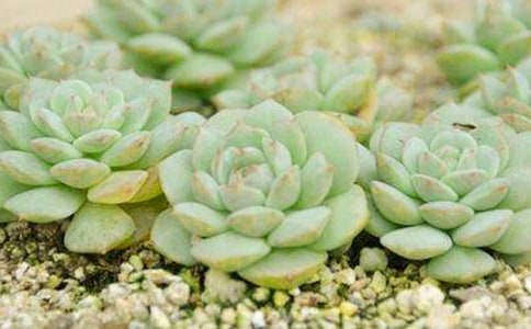 观察多肉日记通用15篇