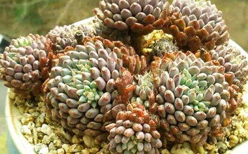 观察多肉的日记汇编15篇