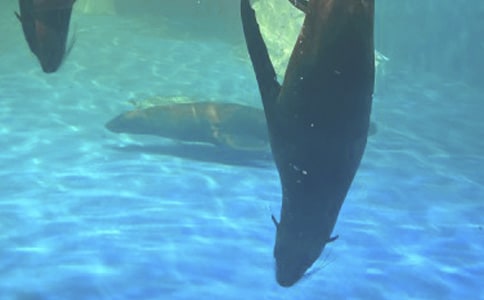 三年级海洋公园日记