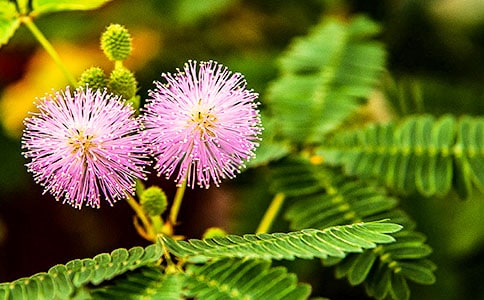 ֲﺬ߲ݹ۲ռ(ͨ4ƪ)