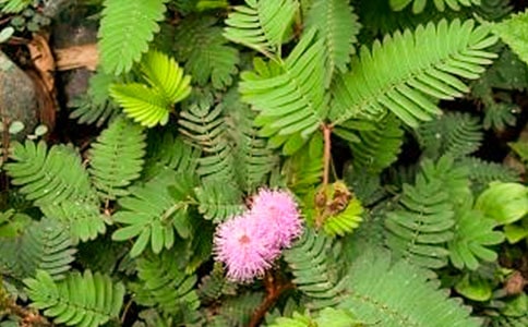 写含羞草观察日记