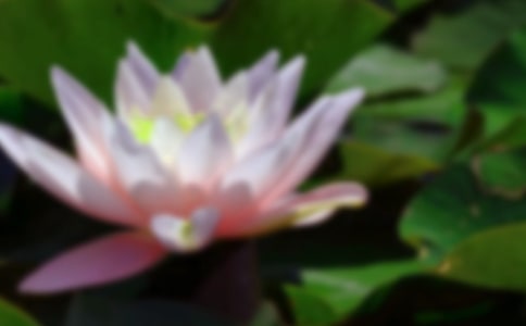 荷花观察日记精选14篇