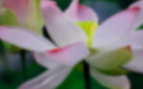 观察荷花日记6篇