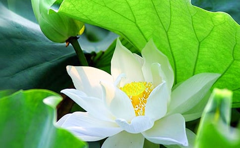 荷花观察日记(8篇)