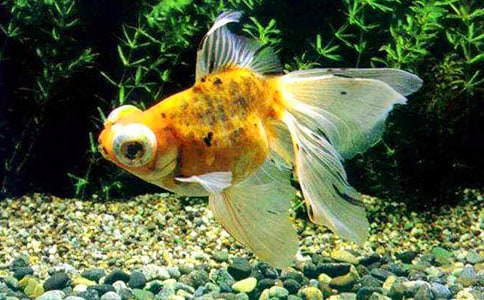 观察金鱼日记300字(精选10篇)