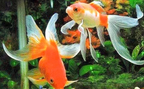 观察金鱼日记(集合15篇)