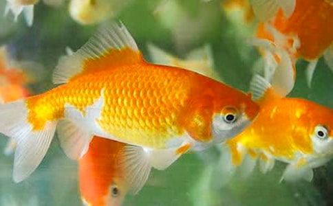 金鱼的观察日记(汇编15篇)