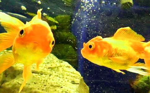 金鱼的观察日记(精选15篇)