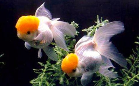 四年级金鱼观察日记