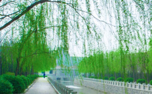 观察柳树日记(通用15篇)