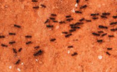 【精选】观察蚂蚁日记集锦7篇