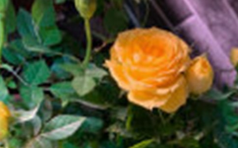 玫瑰花的观察日记(通用13篇)