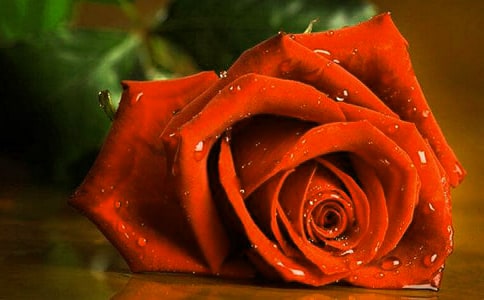 玫瑰花观察日记8篇