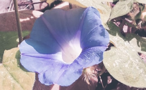 牵牛花的观察日记(集合15篇)