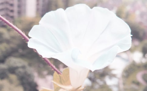 牵牛花的观察日记(集锦15篇)