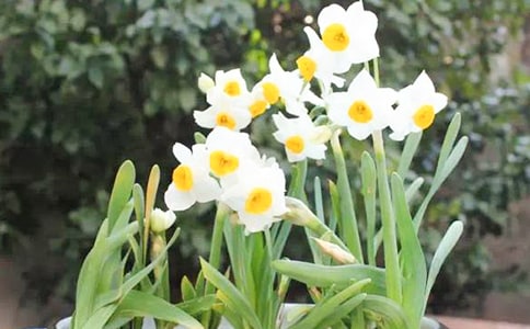 【精华】水仙花观察日记模板锦集8篇