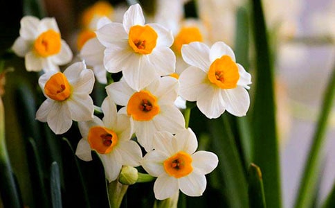 水仙花观察日记模板汇总八篇