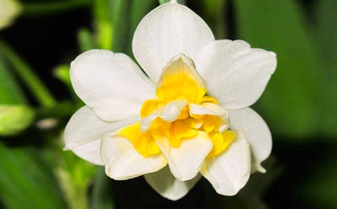 关于水仙花观察日记模板集合六篇