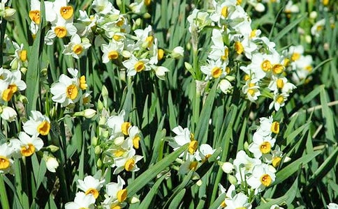 实用的水仙花观察日记模板锦集9篇