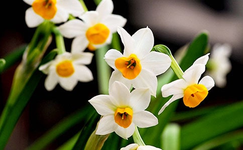 水仙花五年级日记(通用12篇)