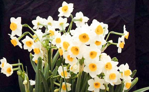 关于水仙花观察日记范文汇总8篇