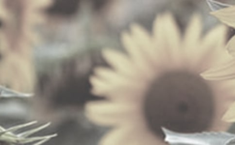 太阳花观察日记(集锦7篇)