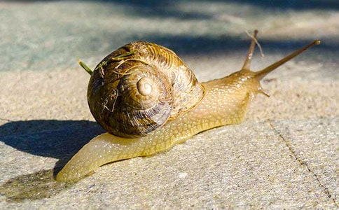 有关观察蜗牛日记模板集锦九篇