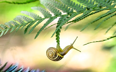 蜗牛的观察日记(15篇)