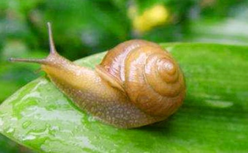 关于蜗牛观察日记2篇