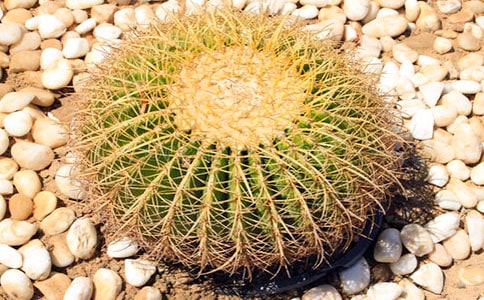 关于仙人掌观察日记集合六篇