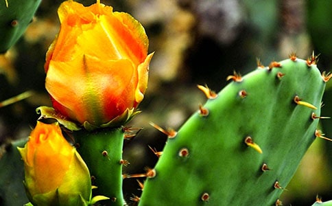 关于仙人掌观察日记模板汇总五篇