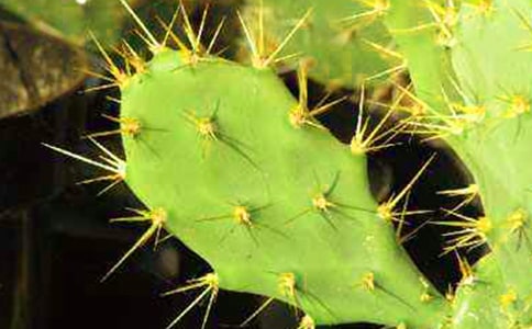 关于仙人掌观察日记范文锦集7篇