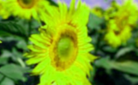 三年级描写向日葵日记