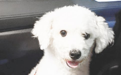 关于小狗观察日记(5篇)