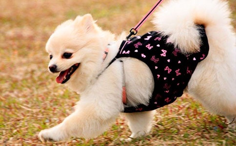 关于观察小狗日记范文集合十篇