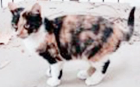 可爱的小猫观察日记