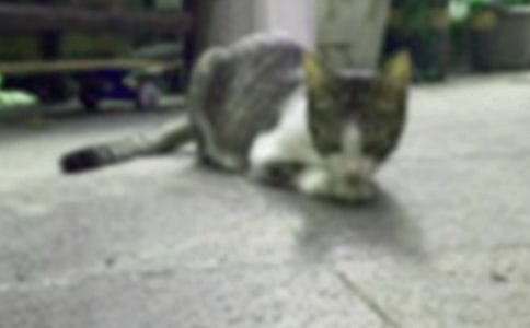 有关小猫观察日记范文七篇