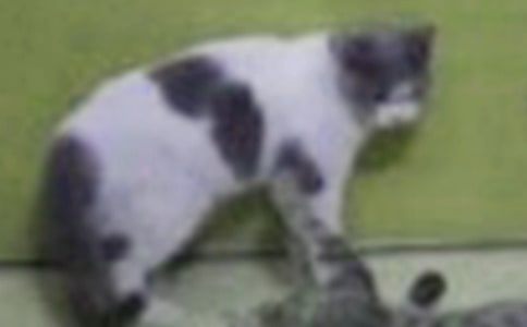 小猫观察日记 15篇