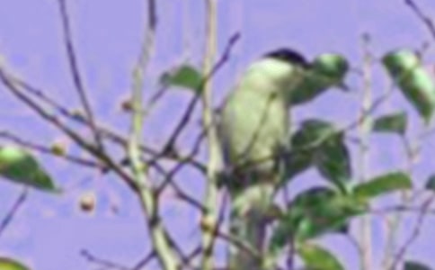 小鸟观察日记集合12篇