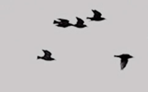 小鸟观察日记(精选14篇)