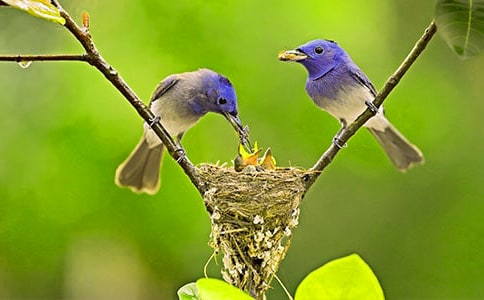 小鸟的观察日记(集合12篇)