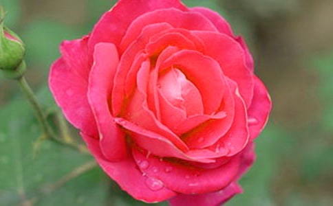 月季花观察日记合集15篇