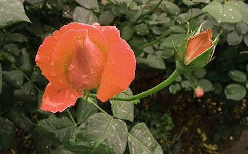 月季花观察日记(集合11篇)