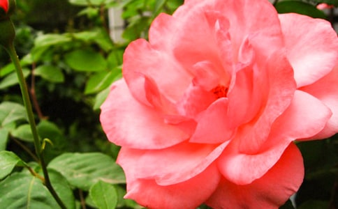 月季花观察日记(集合11篇)