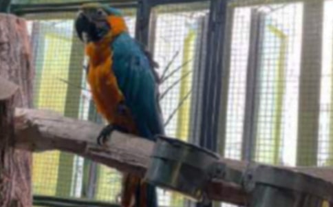 观察鹦鹉日记精选15篇